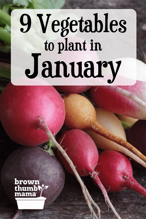 What veg to plant in january