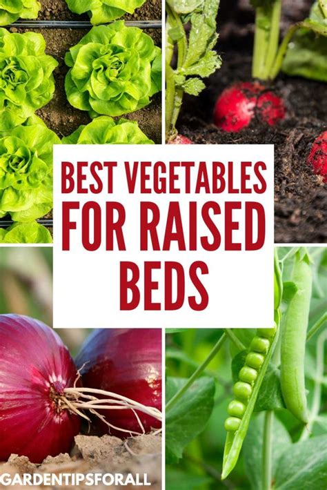 What vegetables to grow in raised beds