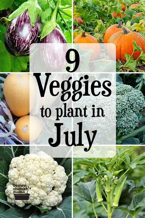 What vegetables to plant in july