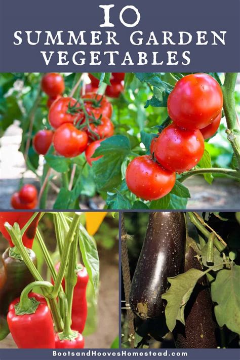 What vegetables to plant in summer