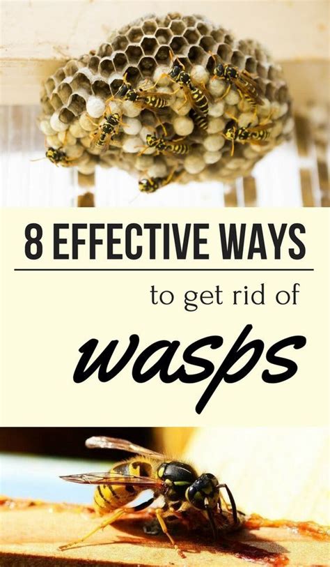 What Kills Wasps Instantly? You can use store-bought insecticides to kill the wasps instantly, like Raid Wasp Hornet Killer Spray. This spray will allow you to spray 22 feet away, killing the entire nest. Wd-40 is used to kill wasps and keep them from making nests around your property.. 
