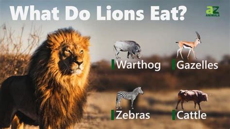 What would eat a lion. Things To Know About What would eat a lion. 