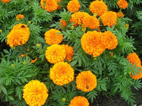 What you need to know about Marigold Walk in the town of …