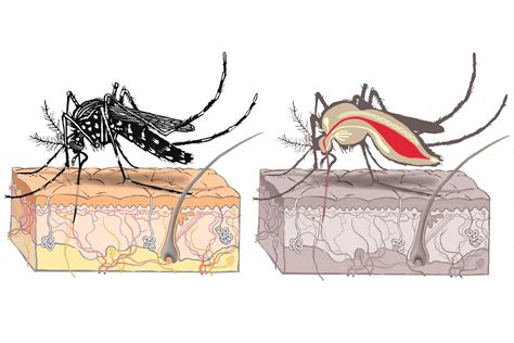 What you need to know about the Zika virus - Washington Post