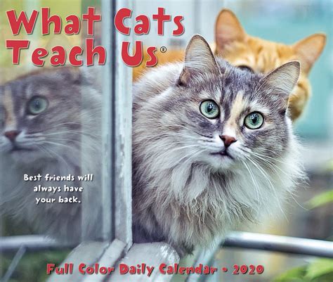 Read Online What Cats Teach Us 2020 Box Calendar By Not A Book