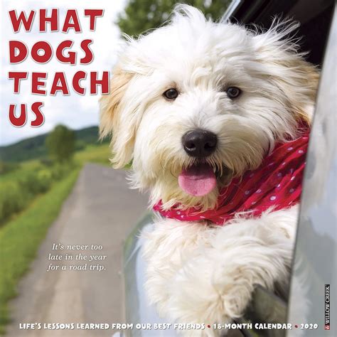 Full Download What Dogs Teach Us 2020 Wall Calendar By Not A Book