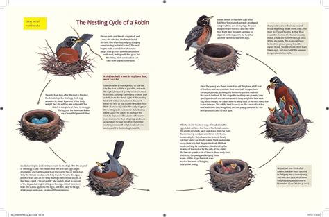 Read What Its Like To Be A Bird From Flying To Nesting Eating To Singingwhat Birds Are Doing And Why By David Allen Sibley