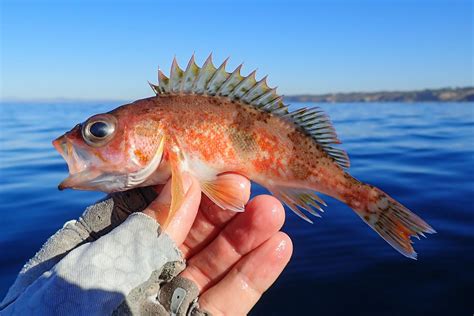 Whats the best fish in tiny fishing. What Is The Best Fish In Tiny Fishing? Find Out Now! Written by: Will Branson. Published: July 13, 2023. Spread the love ... 