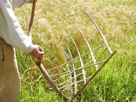 Wheat Cutting Tool - Etsy