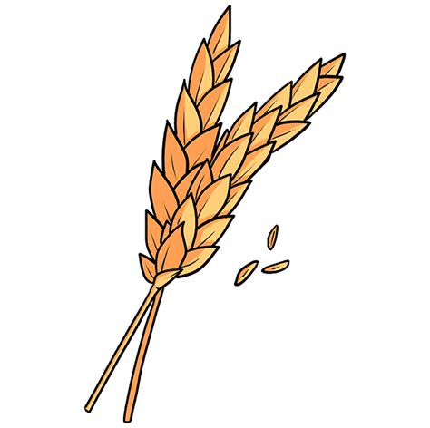 Wheat Drawings