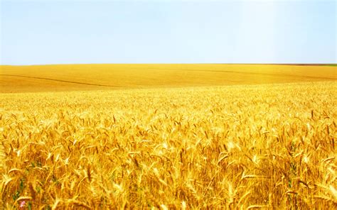 Wheat Field 3