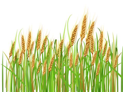 Wheat clipart. Things To Know About Wheat clipart. 
