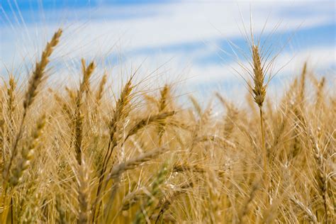 Wheat farm. Learn about the six classes of wheat, where they are grown, how they are produced, and the role of U.S. farmers in the global wheat industry. Find out more about sustainability, … 