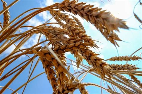 Wheat prices jump following dam collapse in Ukraine