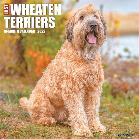 Wheaten Terrier Calendar 2022
