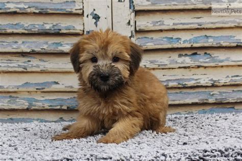 Wheaten Terrier Puppies for Sale in Minnesota - DogsNow