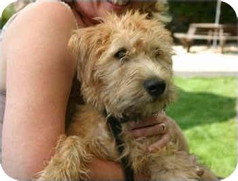 Wheaten Terrier Yorkie Mix Exercise