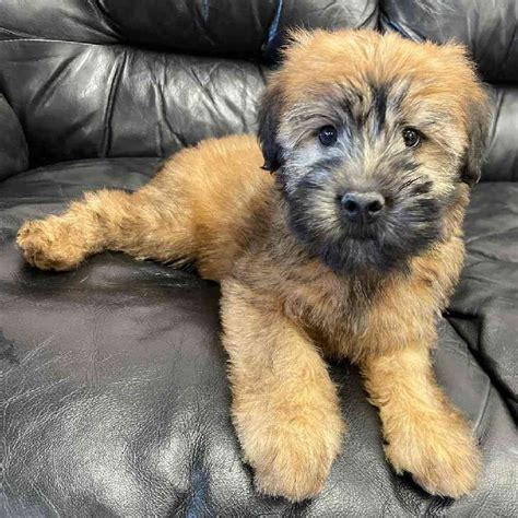 Wheaten terrier puppies for sale massachusetts. .  <a href=https://dev-c...