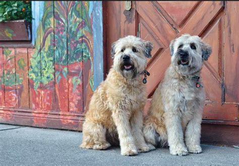 Aug 22, 2023 · Bred initially as a farm dog, the Soft Coated Wheaten Terrier has become a family favorite. ... Avoid The Puppy Mill. ... Michigan — Local authorities seized 78 rescue dogs living in poor ... . 