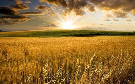 Wheatfields. Things To Know About Wheatfields. 