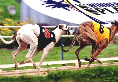 Welcome to TrackInfo.com, your one stop source for greyhound racing, harness racing, and thoroughbred racing including entries, results, statistics, etc. Find everything you need to know about greyhound & horse racing at TrackInfo.com