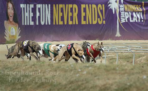 #KeepWVRacing As of December 2019, there are currently over 3,600 active racing greyhounds in West Virginia. These active and other inactive racers reside at either two of the state's greyhound tracks: Mardi Gras Casino & Resort or Wheeling Island Hotel-Casino-Racetrack.As well, greyhounds training for their careers live on the over 60 greyhound farms throughout West Virginia.. 