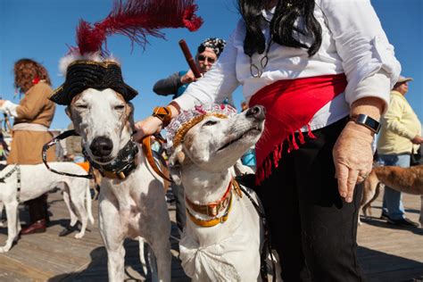 When 400 Greyhounds Gather at the Beach, Things Get Ruff