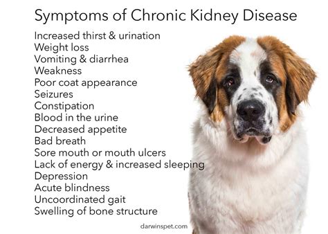 When A Dog With Kidney Disease Won’t Eat! - Tony Booth