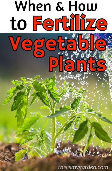 When And How To Fertilize Vegetable Plants In …