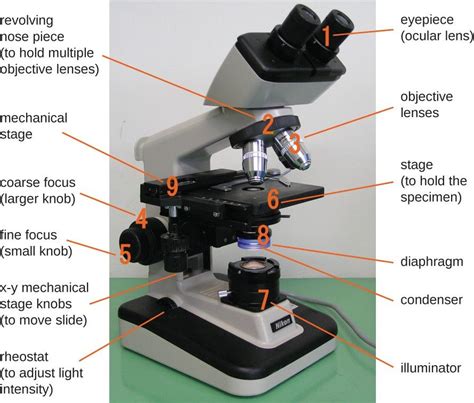 When Beginning to Focus Use the Scanning Objective Lens CalehasSmall