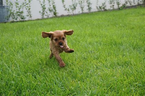 When Can Puppies Go Outside? - HappyDoggo Training Guides