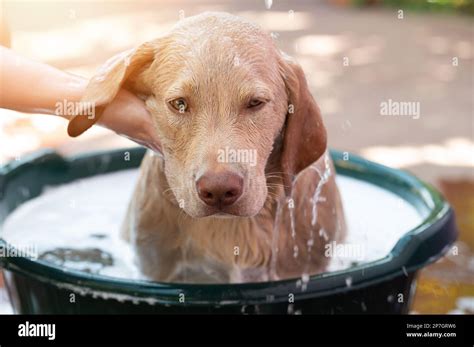 When Can a Labrador Puppy Take a Bath?