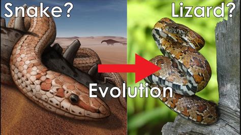 When Did Snakes&Lattes Open? - reptilefaq.com