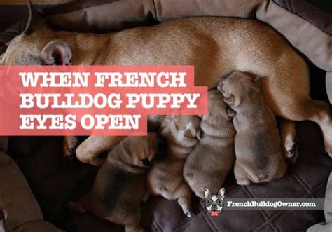 When Do Bulldog Puppies Open Their Eyes