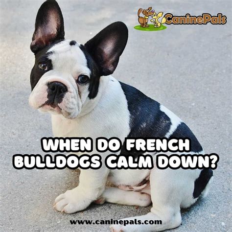 When Do French Bulldog Puppies Calm Down
