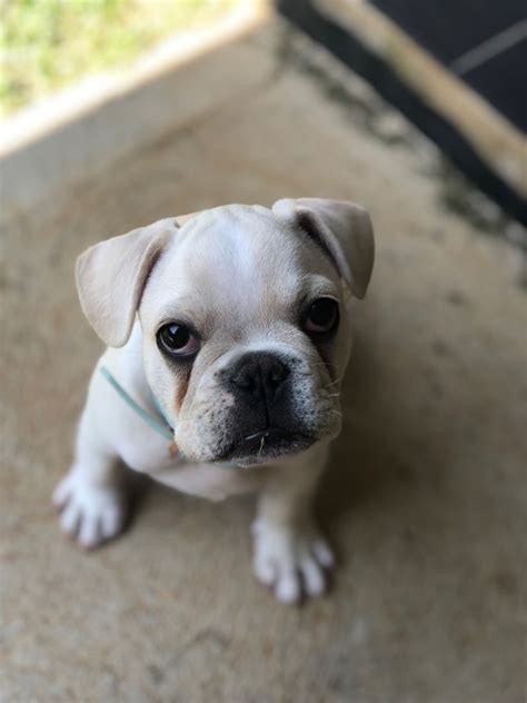 When Do French Bulldog Puppies Ears Go Up