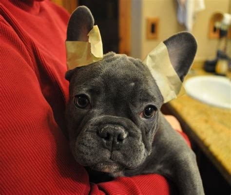 When Do French Bulldog Puppies Ears Stand Up
