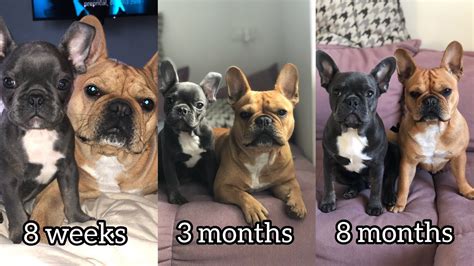 When Do French Bulldog Puppies Stop Growing