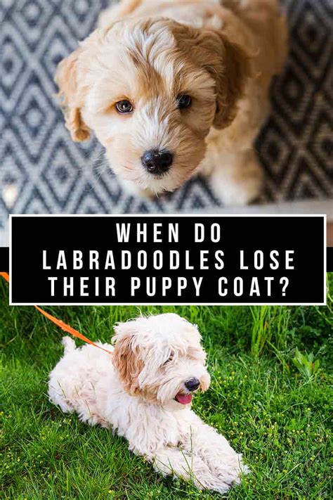 When Do Labradoodle Puppies Lose Their Puppy Coat