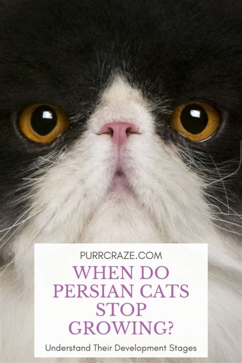 When Do Persian Cats Stop Growing? What Affects Their Growth