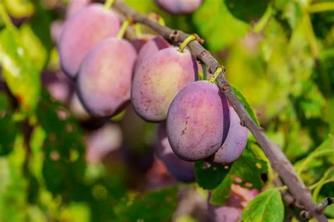 When Do Plum Trees Produce Fruit? – Rockets Garden