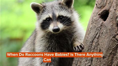 When Do Raccoons Have Babies? Is There Anything You Can Do …