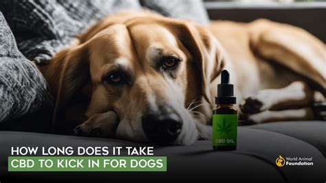 When Does Cbd Kick In Dogs