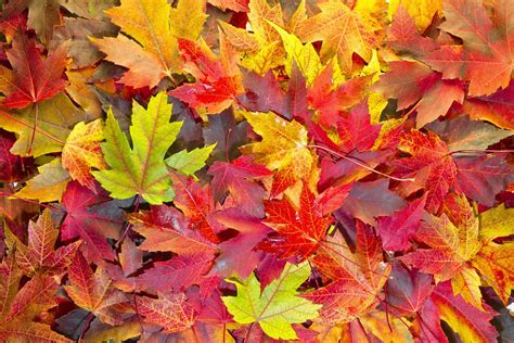 When Good Maples Go Red: Why Leaves Change Color In The Fall