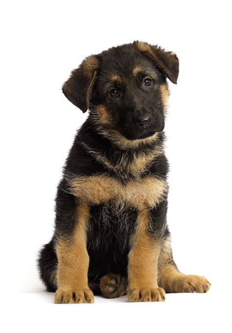 When Should I Spay My German Shepherd Puppy