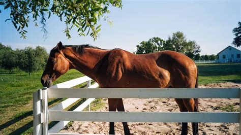 When Should You Retire Your Horse? - COWGIRL Magazine