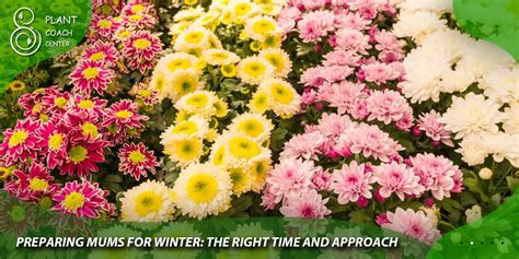 When To Cut Mums Back For Winter - WHYIENJOY