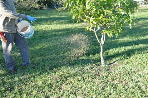 When To Fertilize Fruit Trees In Florida - WHYIENJOY