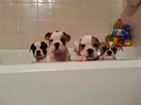 When To Give English Bulldog Puppy A Bath