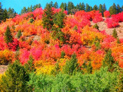 When To See Peak Fall Colors In Idaho - OnlyInYourState